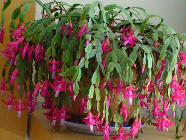 蟹爪兰怎么养才能开花茂盛 关于蟹爪兰不开花的解决方法