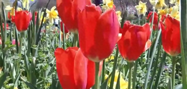 粉色郁金香适合送女朋友吗 介绍郁金香一般送给的人