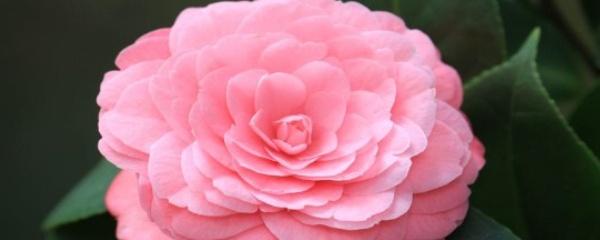 山茶花不开花什么原因造成的 关于山茶花花苞干枯原因