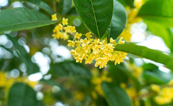八月桂花树什么时候开花 分享桂花种植季节和方法