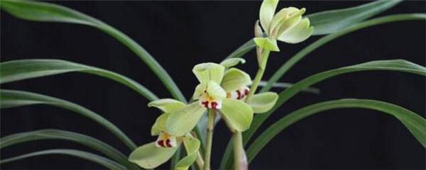 兰花用什么盆好看又好养 关于兰花晒太阳的正确方法