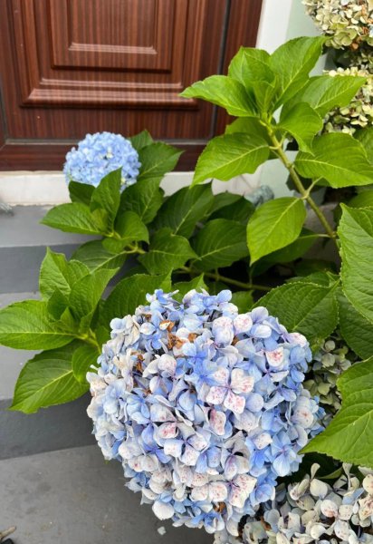 绣球花几月份开花 关于绣球花的养殖方法和管理