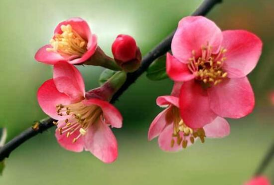 垂丝海棠开花时间多长 关于海棠花养护和管理