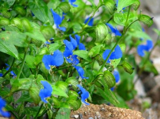 秋季生殖鸭跖草有哪些优点