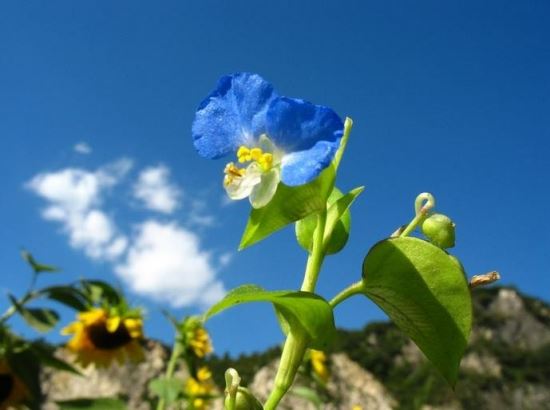鸭跖草的功效与作用以及价值：孕妇忌服，脾胃虚弱者少服