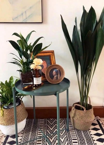 一叶兰的寓意与风水 关于一叶兰放在家里的位置