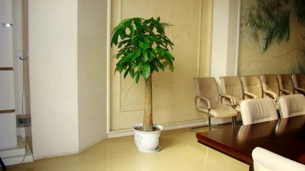 钱串子风水摆放忌讳是什么 了解钱串子的意义和象征