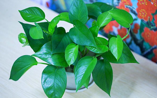 绿萝不长藤是怎么回事 介绍绿萝不能摆放的位置