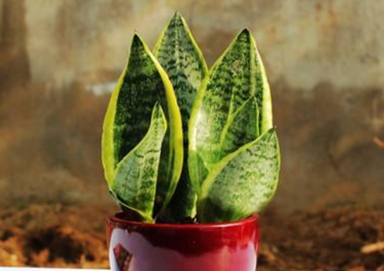 虎皮兰放在客厅什么位置旺财 分享虎皮兰摆放的最佳位置