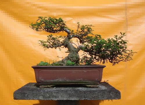 胡椒木有风水忌讳吗 详解胡椒木的寓意