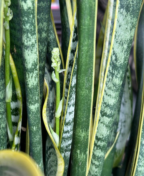 虎皮兰花语和寓意 了解虎皮兰摆放的最佳位置