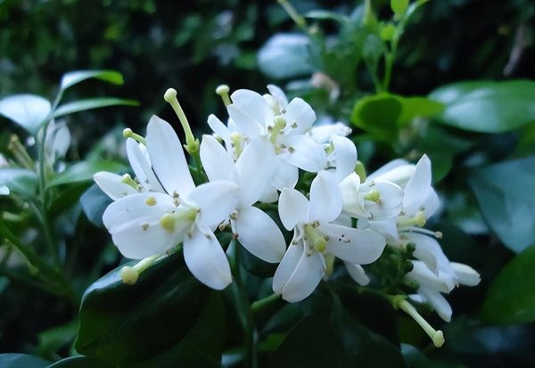 九里香忌讳摆放位置 了解家里不能种九里香的原因