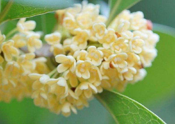 桂花树为什么不能栽在家里 关于桂花的风水大忌属相