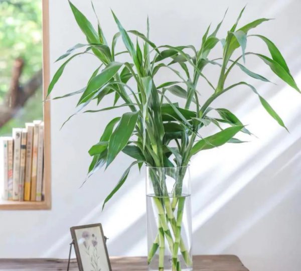 龙竹的寓意和象征风水忌讳 关于龙竹摆放家里位置