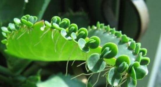 落地生根的寓意和象征风水是什么 关于落地生根的摆放位置