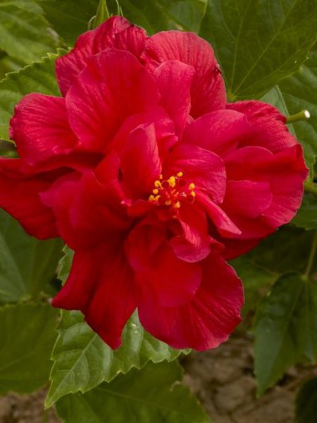 扶桑花的寓意和象征 讲解扶桑花在风水上的意义