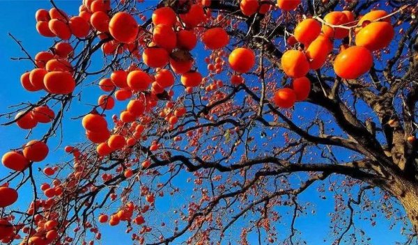 石榴树寓意什么风水 了解石榴树代表的象征意义