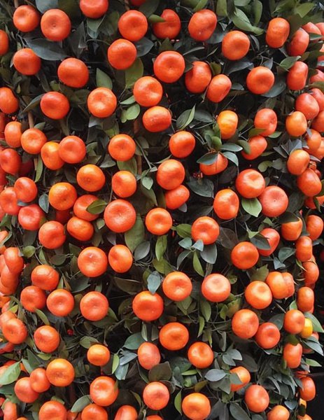 石斛兰的寓意和风水作用 养石斛兰花的好处和坏处