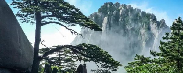 家里摆迎客松的寓意是什么 关于迎客松的摆放位置