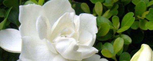 栀子花喜阴还是喜阳的植物 了解栀子花不吉利的原因