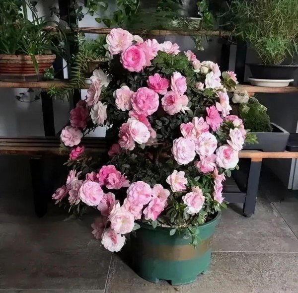 家里为什么不放杜鹃花 杜鹃花摆放家里的寓意