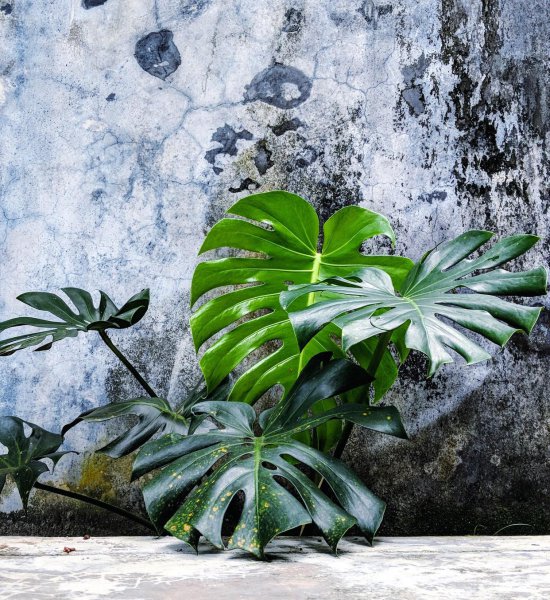 龟背竹修剪方法 关于龟背竹老桩修剪技巧