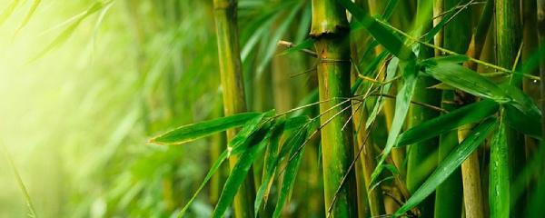 室内竹子叶子发黄怎么办 竹子叶尖发黄干枯的解决方法