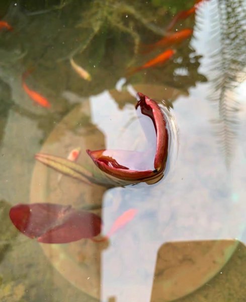 鱼缸里睡莲的种植方法是什么 缸栽睡莲的时间及方法