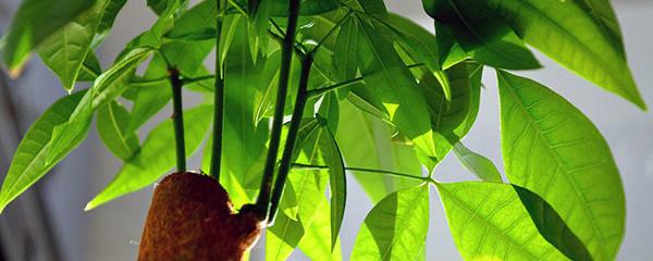 发财树长出嫩叶就黄掉怎么回事 了解发财树掉叶子的原因和解决方法