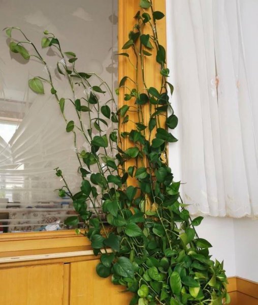 绿萝黄叶了怎么补救方法 了解绿萝叶子发黄的原因以及解决方法