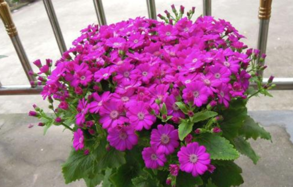 瓜叶菊好养吗 关于瓜叶菊养护和浇水的方法