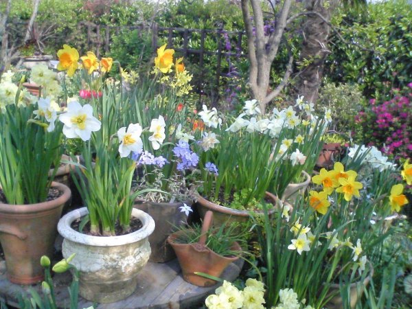 洋水仙第二年怎么种植的 关于洋水仙栽种时间