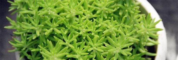 佛甲草种植方法有哪些 地毯草坪种植技巧