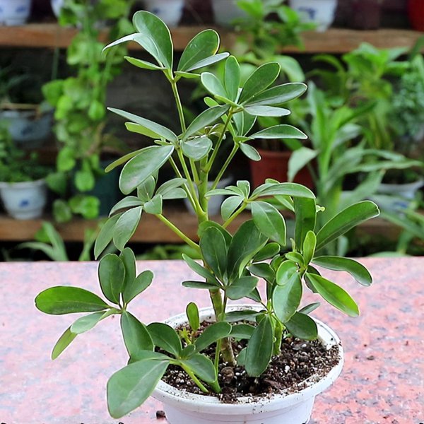 鸭掌木用水能泡出根来吗 关于鸭掌木的扦插方法