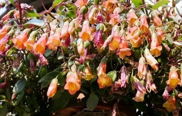 小宫灯长寿花的养殖方法 小宫灯长寿花最简单处理方法