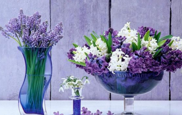 葡萄风信子可以水培吗 关于葡萄风信子的种植方法和时间