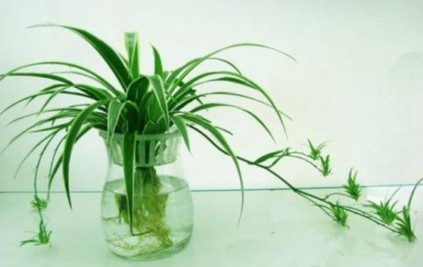 吊兰水养的简易方法 水培吊兰自制营养液