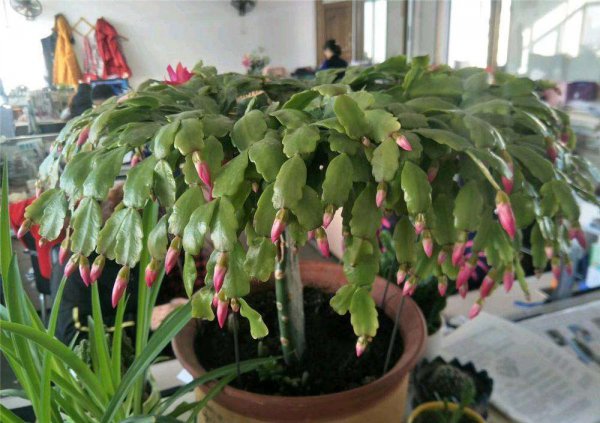 花卉养殖方法大全 院子遮挡效果好的植物