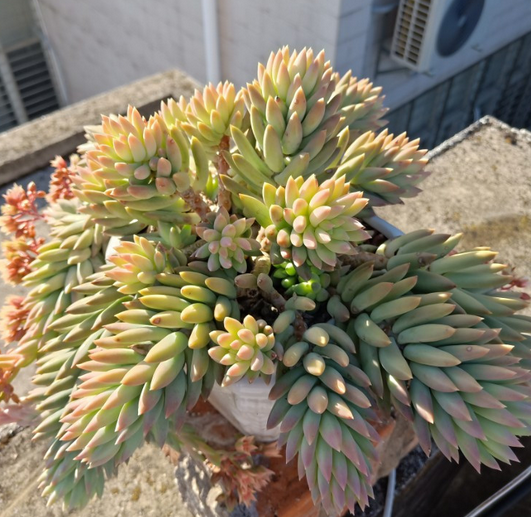 千佛手多肉养殖方法和技巧 了解千佛的注意事项