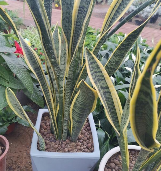 虎皮兰多久开一次花 了解虎皮兰的浇水方法