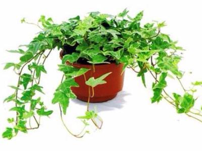 长青藤的养殖方法和注意事项有哪些 常青藤适合放的位置