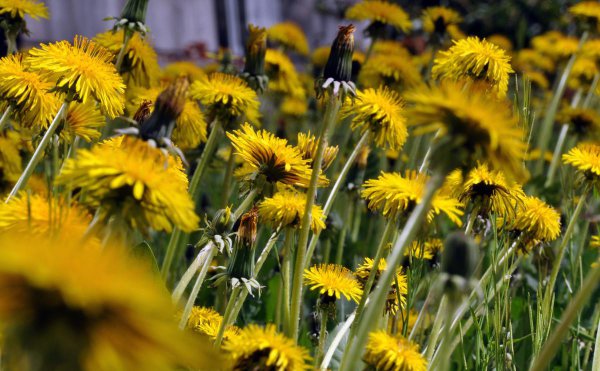 大叶蒲公英种植方法 了解蒲公英的种植时间