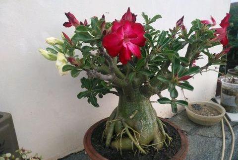 沙漠玫瑰养殖方法与技巧 了解沙漠玫瑰扦插繁殖技巧