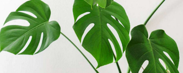 龟背竹的养殖与栽培技术 了解龟背竹的种植方法