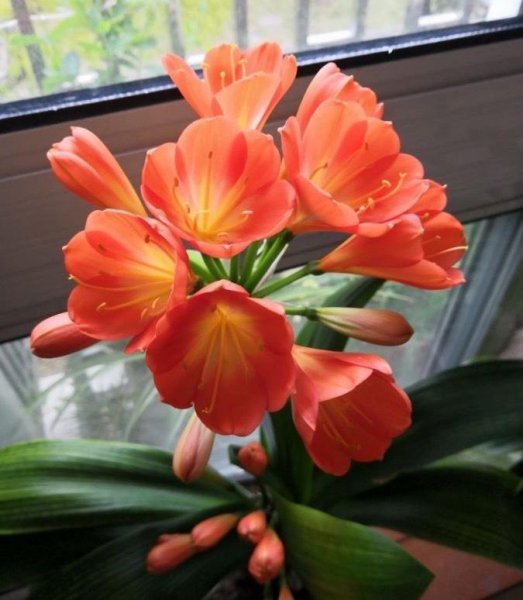 怎样种植君子兰种子 关于君子兰最佳养殖办法