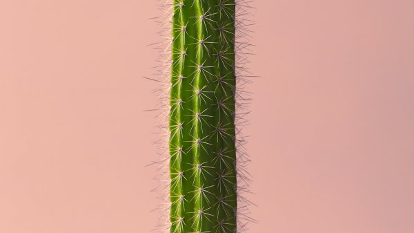 耐阴植物室内植物有哪些 适合林下种植的经济作物