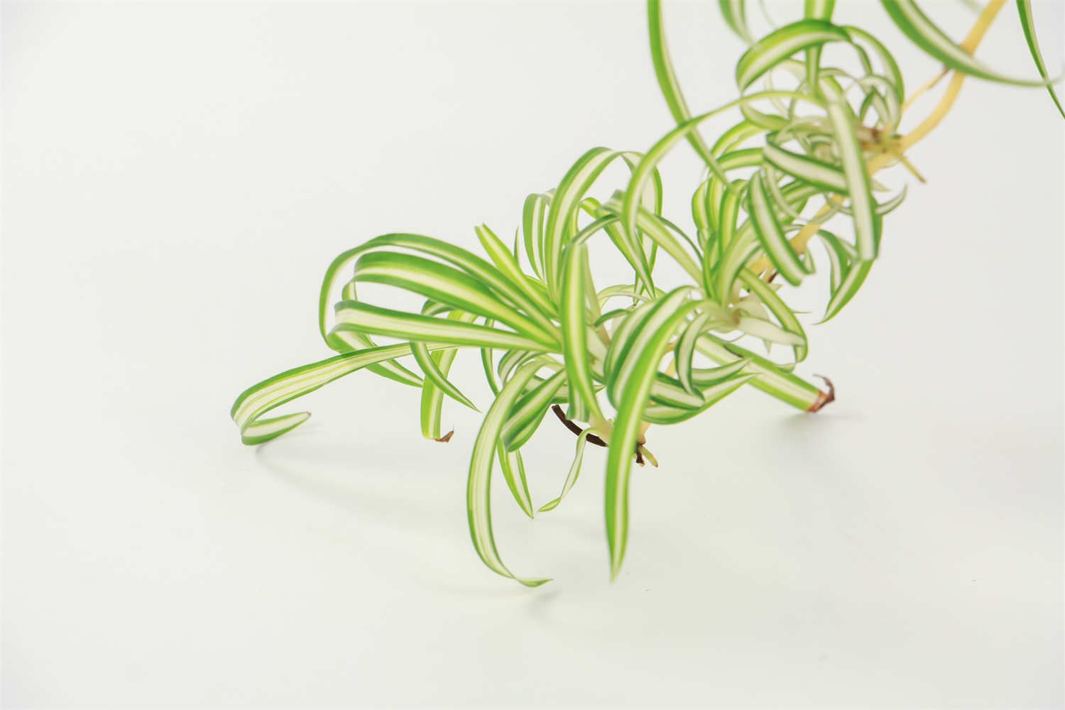 无奈而又给人希望的花——吊兰