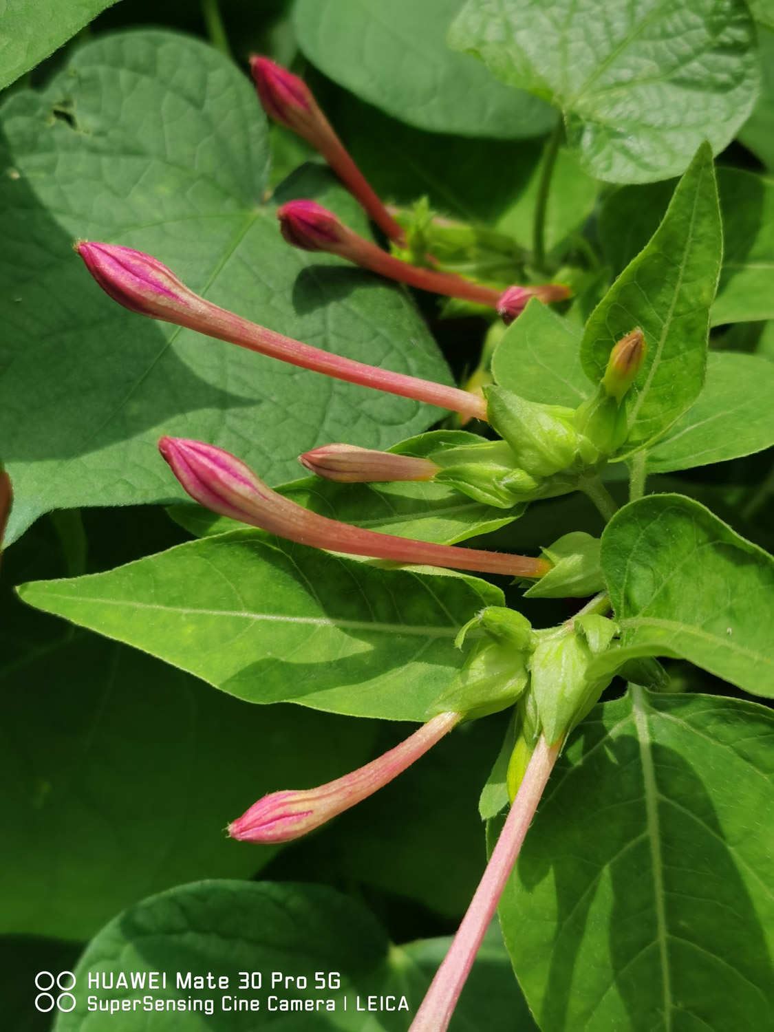 紫茉莉的功效与作用以及价值