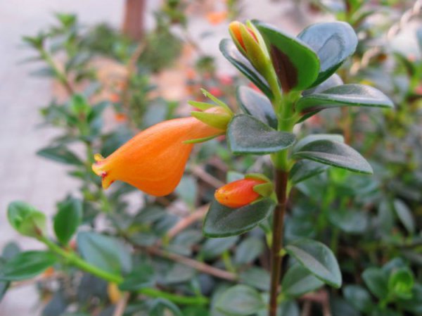 金鱼吊兰有几个品种图片 金鱼吊兰的养殖方法