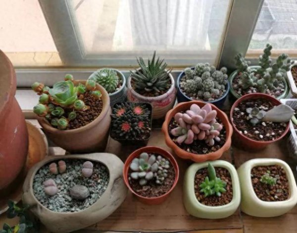 多肉植物怎么养才养的好 最好养多肉植物排名